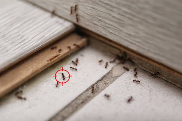 Best Pest Control Near Me in Lincoln, NE
